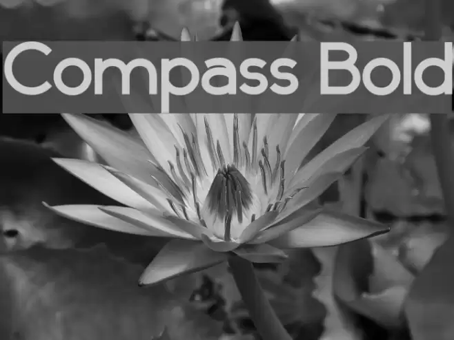 Compass Bold Font examples