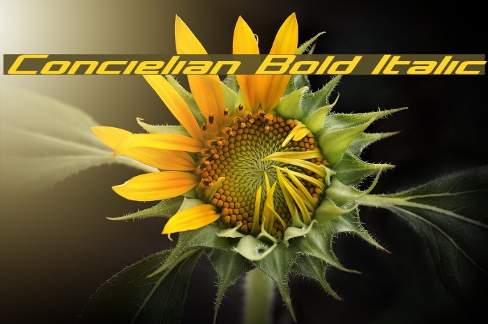 Concielian Bold Italic Font examples