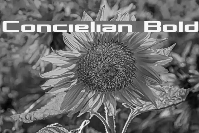 Concielian Bold Шрифта examples