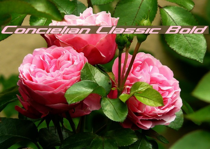 Concielian Classic Bold Font examples