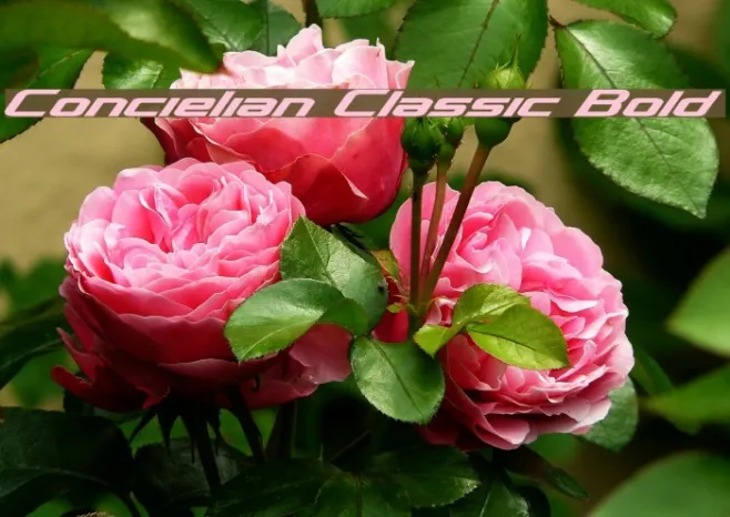 Concielian Classic Bold Example 2