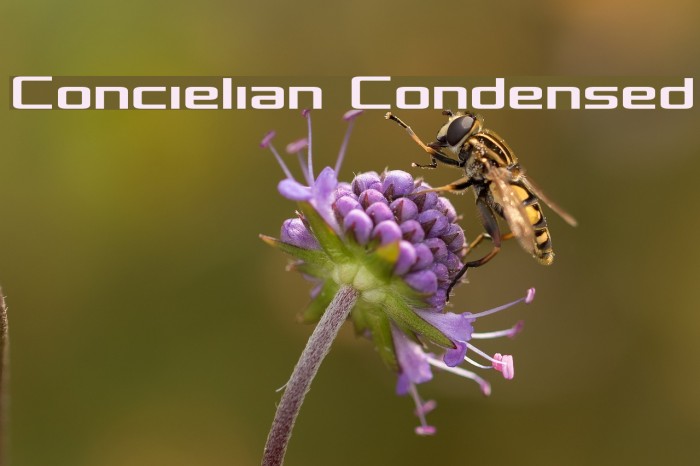 Concielian Condensed フォント examples