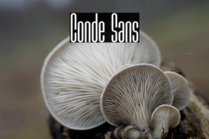 Conde Sans Example 2
