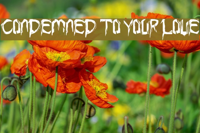 Condemned to your love Font examples