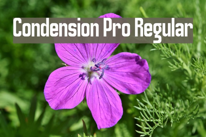 Condension Pro Regular Font examples