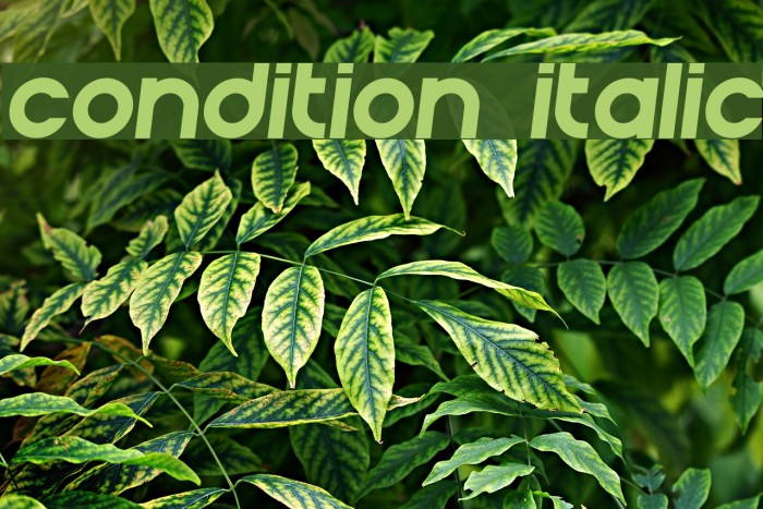 Condition Italic Font examples