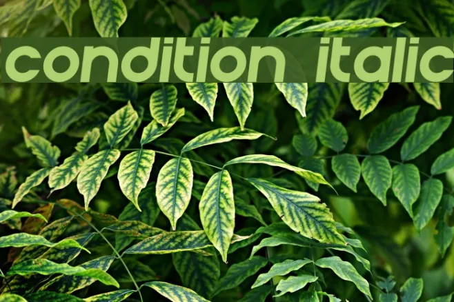 Condition Italic Example 3