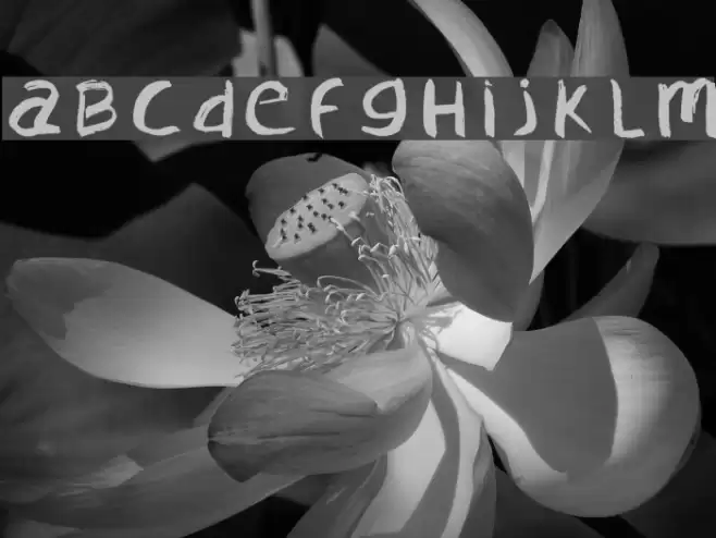 Confused-Regular Font examples