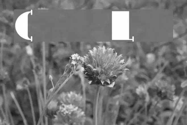 CongaLine Font examples