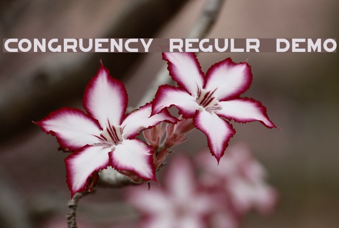 Congruency Regular Demo Font examples
