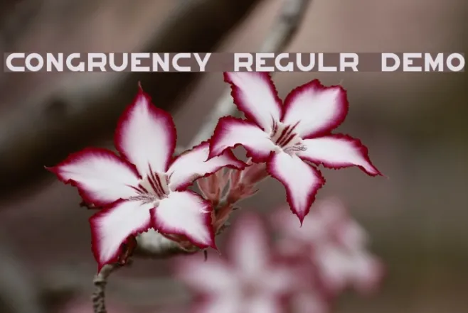Congruency Regular Demo Example 1