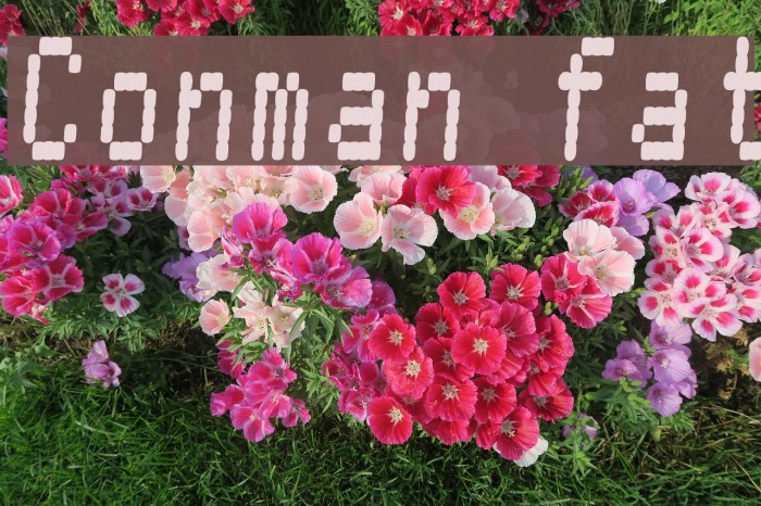 Conman fat フォント examples