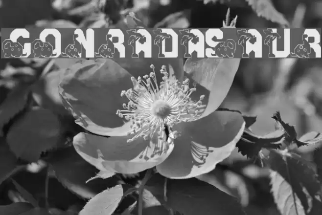 Conradasaur Font examples