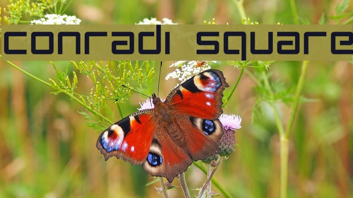 Conradi Square Font examples