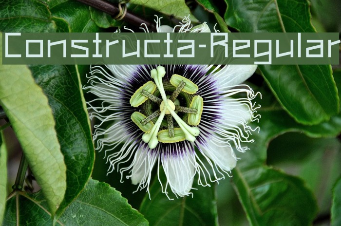 Constructa-Regular Font examples