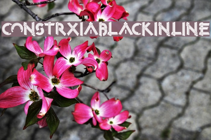 ConstrxiaBlackInline Font examples