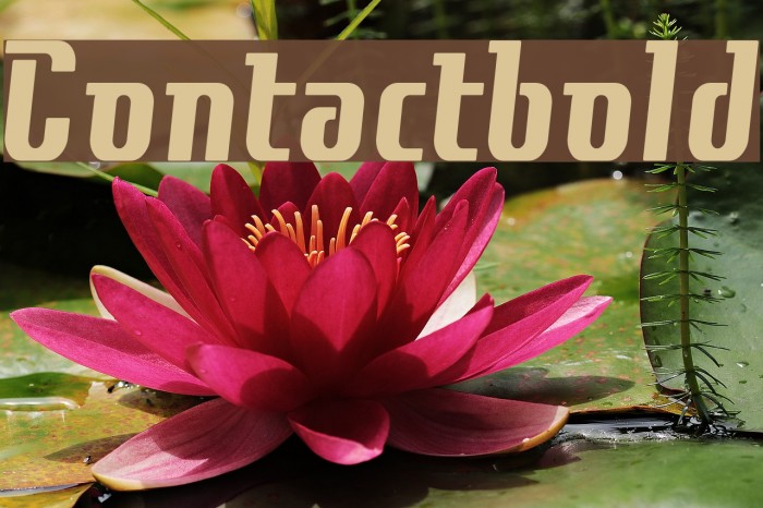 Contactbold Font examples