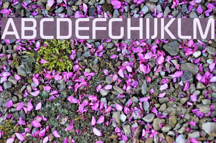 Continuum Medium Font examples