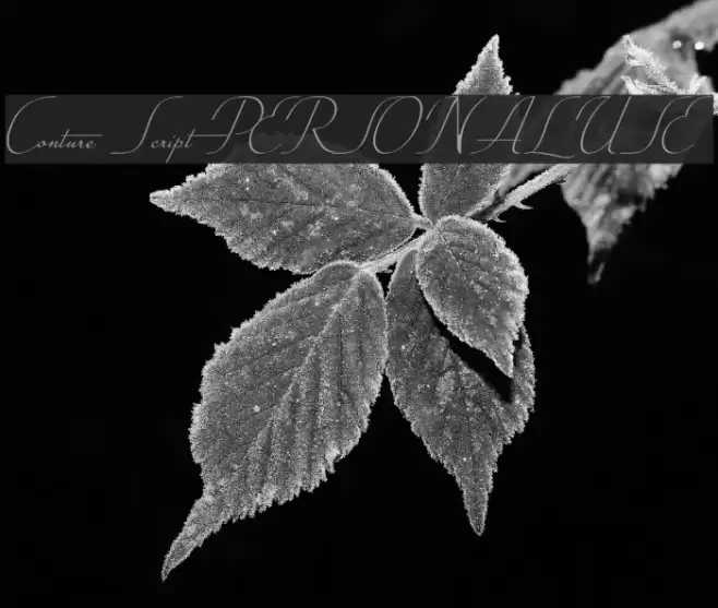 Conture Script PERSONAL USE Font examples