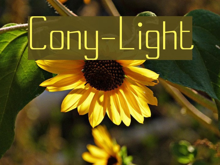 Cony-Light Font examples