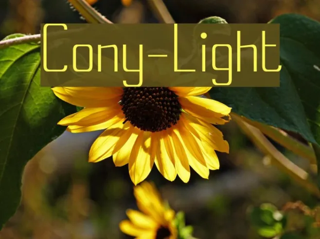 Cony-Light Example 2