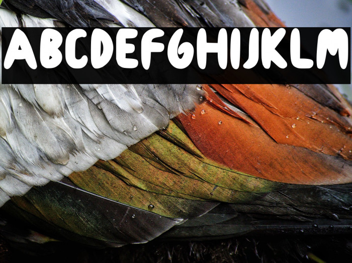 Cookies Roma Regular Example 2