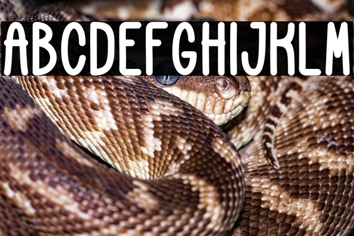 Cookies and Cheese Bold Example 1