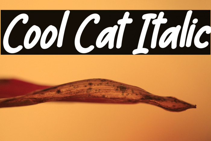 Cool Cat Italic Example 1