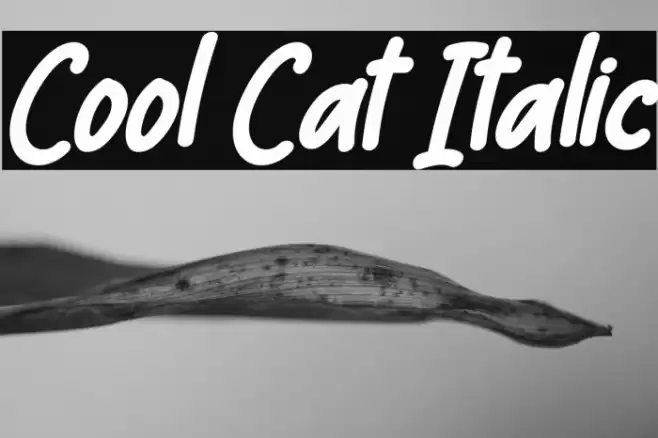Cool Cat Italic Font examples