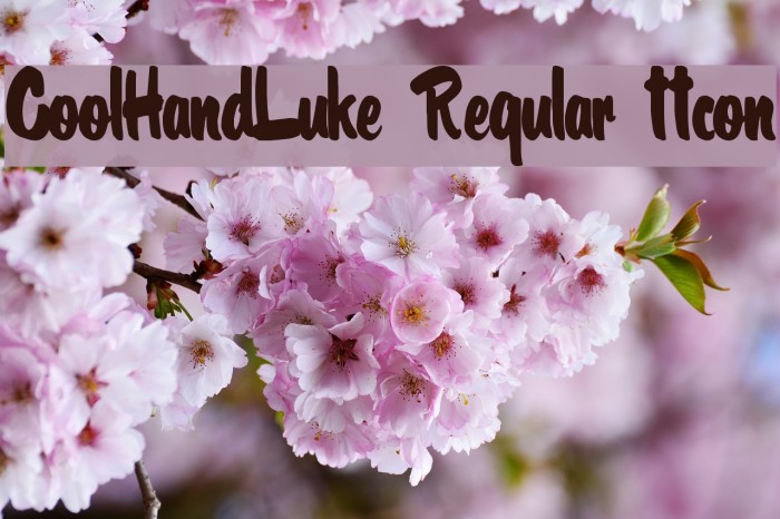 CoolHandLuke Regular ttcon Font examples
