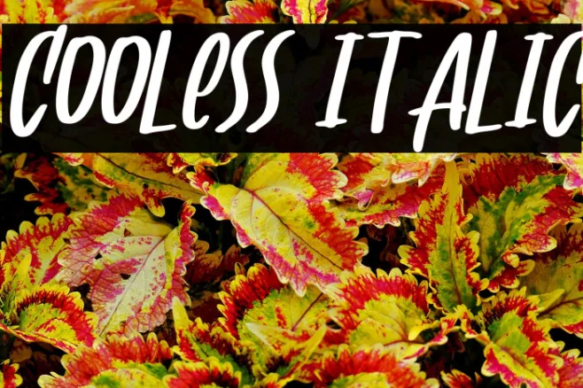 Cooless italic Example 3