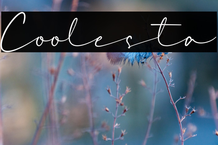 Coolesta Example 2