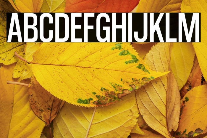 CoolveticaCondensedRg-Regular Example 2