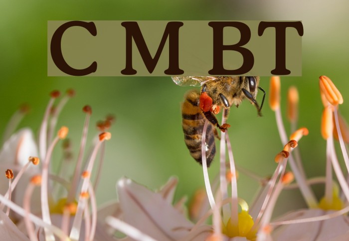 Cooper Medium BT Example 3