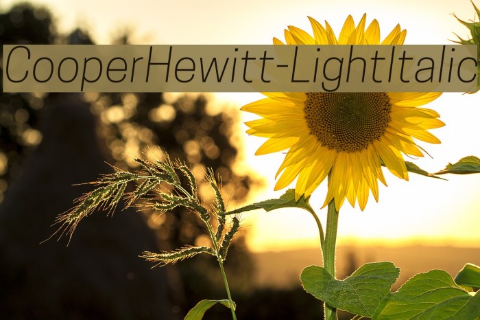 CooperHewitt-LightItalic Font examples