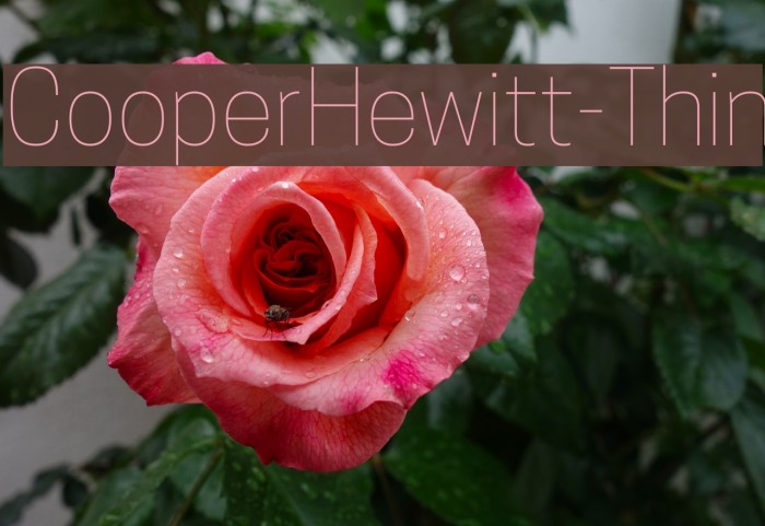 CooperHewitt-Thin Font examples