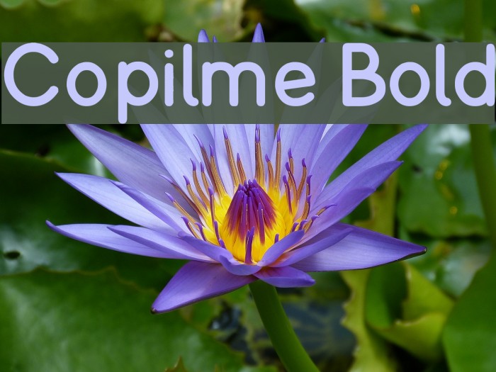Copilme Bold Font examples