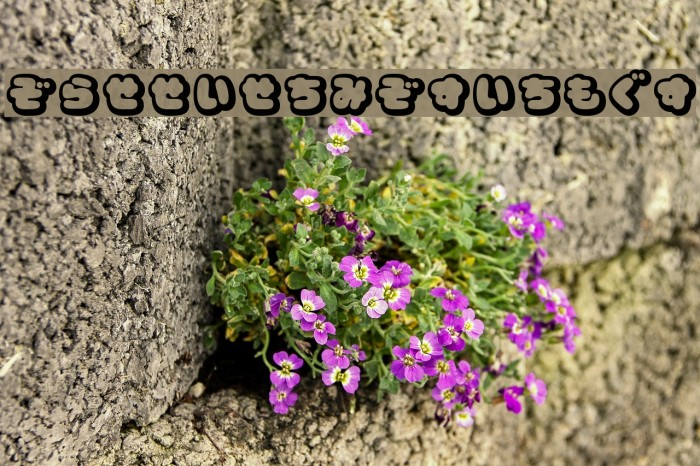 CoppepanCreamHr Example 1