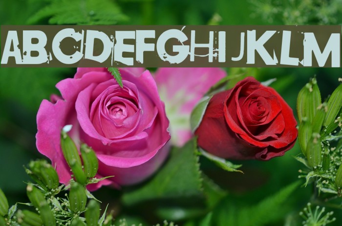 Copy 003 Font examples