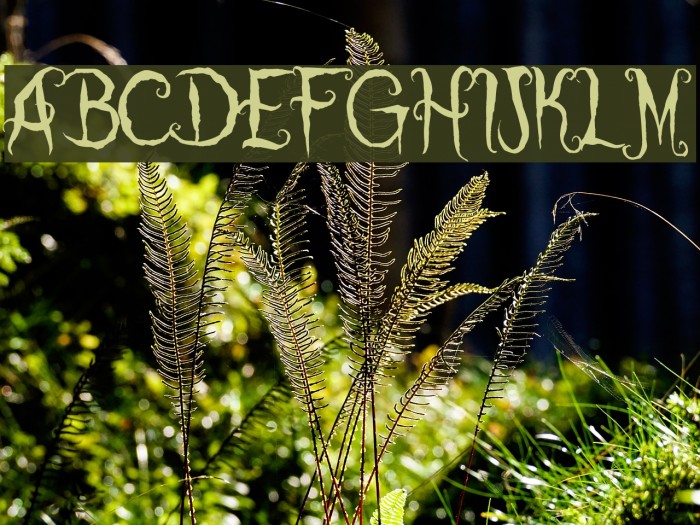 Coraline's Cat Example 1