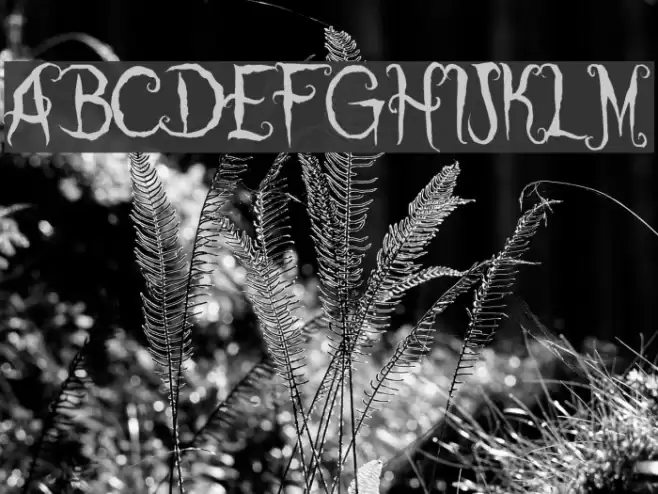 Coraline's Cat Font examples