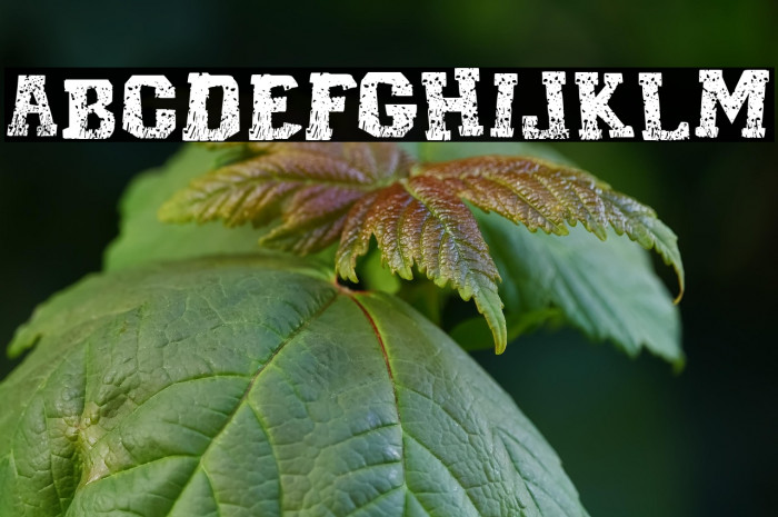 Cordel Encarnado Example 2