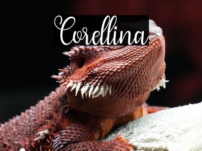 Corellina Example 1