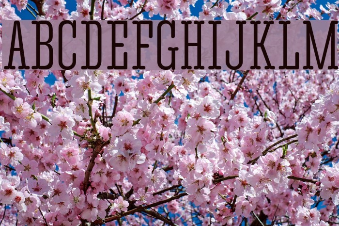 CorkiRoundedTouscan Font examples