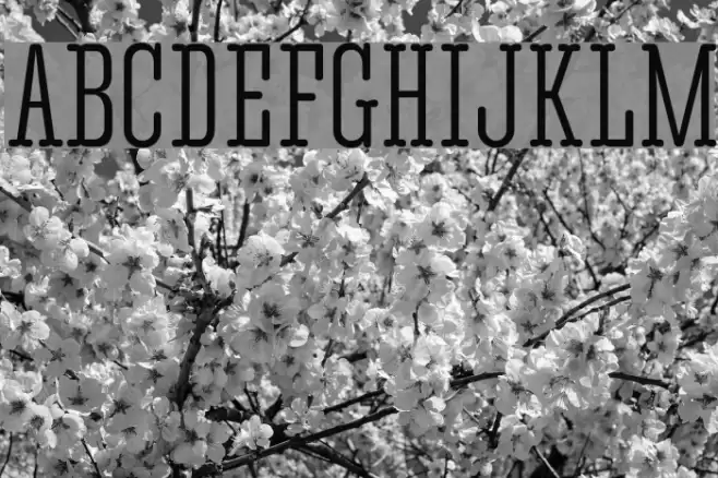 CorkiRoundedTouscan Font examples