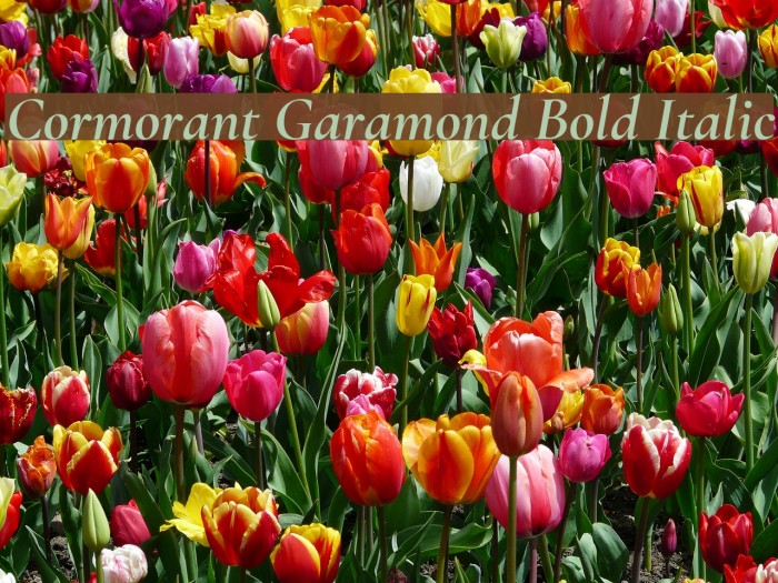 Cormorant Garamond Bold Italic Font examples