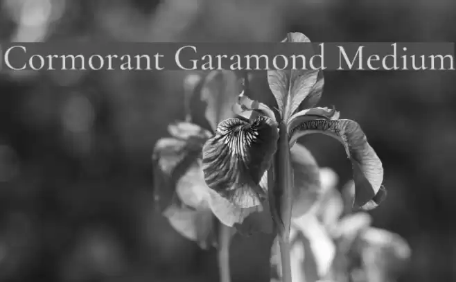 Cormorant Garamond Medium Font examples
