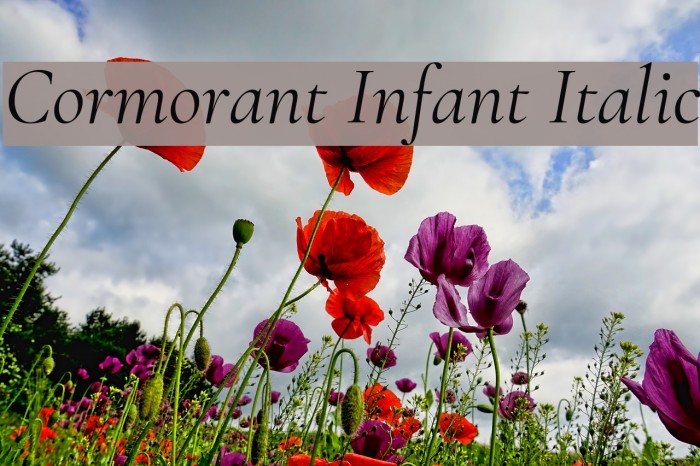 Cormorant Infant Italic Font examples