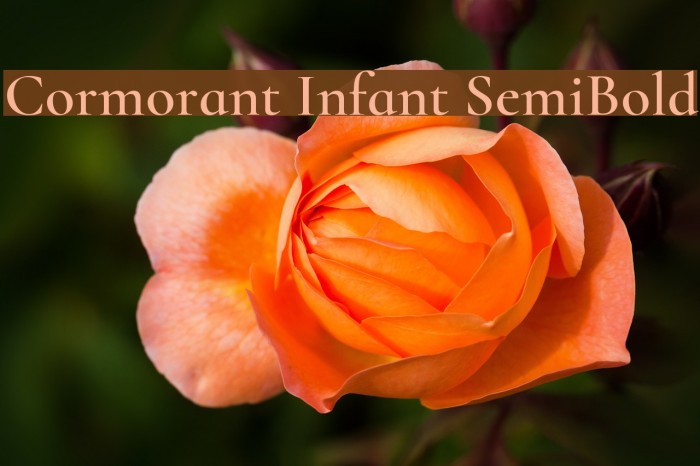 Cormorant Infant SemiBold Font examples