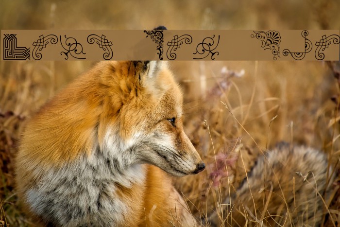 Corn Pop Two Example 2